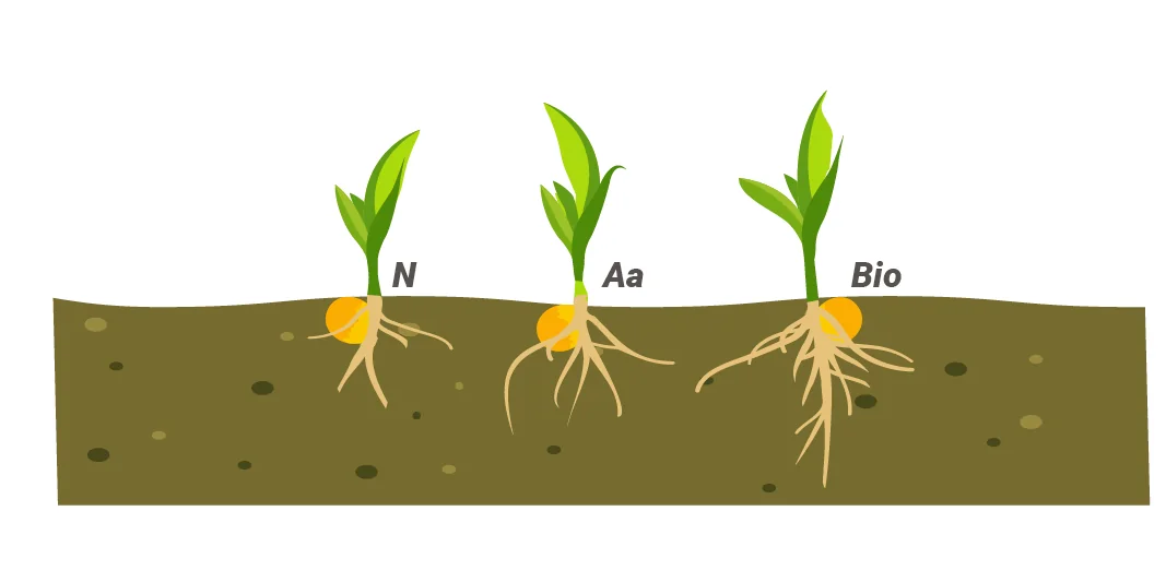 Desenvolvimento inicial de plantas de milho: comparação entre controle com nitrogênio (N), aminoácidos (Aa) e hidrolisado proteico (Bio).